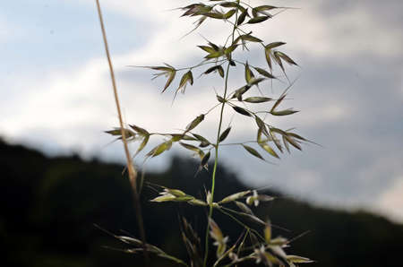 grass stalk against the skyの写真素材