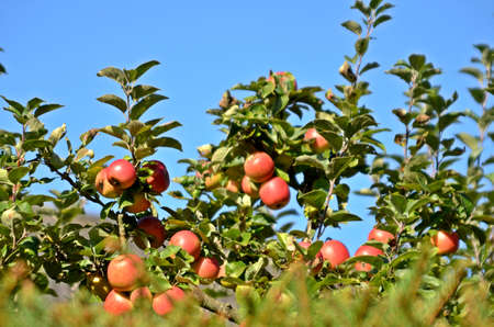 apples on a tree
