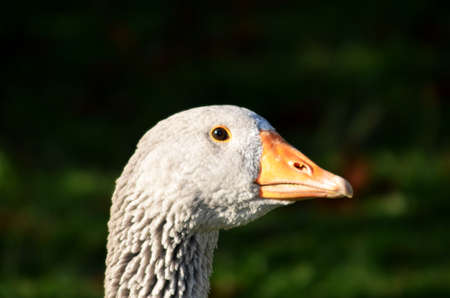Looking in the eye of a gooseの写真素材
