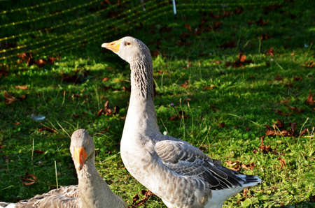 goose farmの写真素材