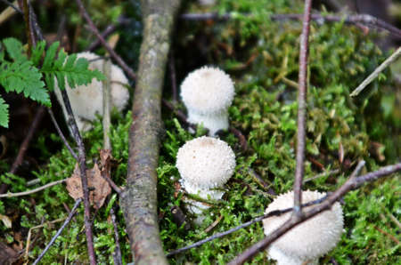Toxic mushroomの写真素材