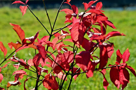 Red Colored leaveの写真素材