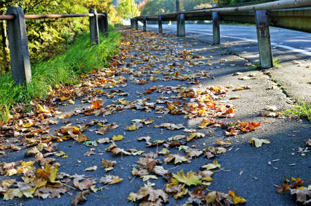 Path with falling leaveの写真素材