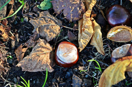BIF chestnut and leave