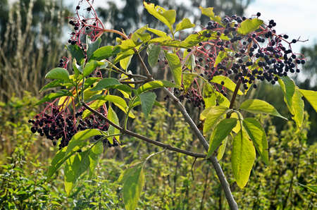 Black Elderberries