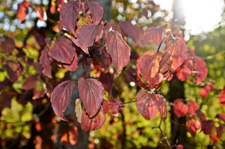 red leaveの写真素材