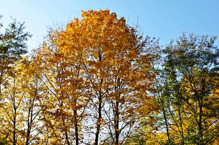 colorful seasonの写真素材