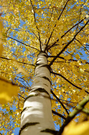 birch-treeの写真素材