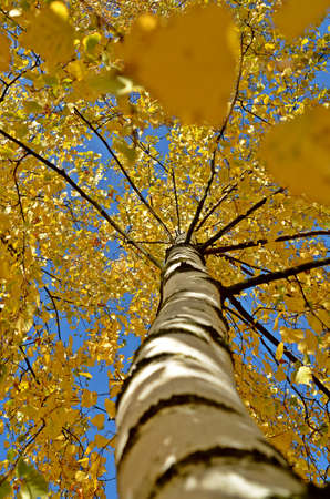 birch-tree from underneath