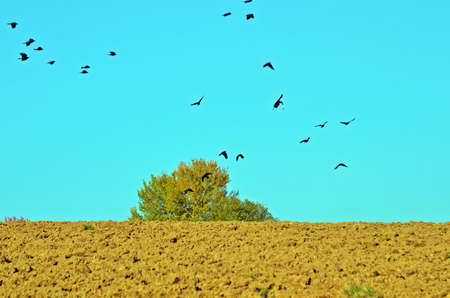 foodsearching birdsの写真素材