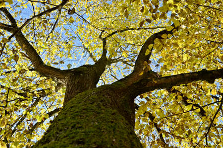 a treetop in the blue sky