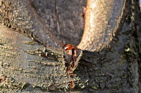 resin drop on barkの写真素材
