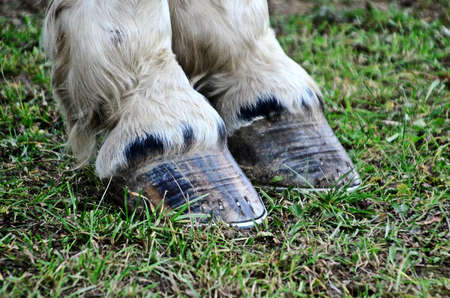 hooves of a pony