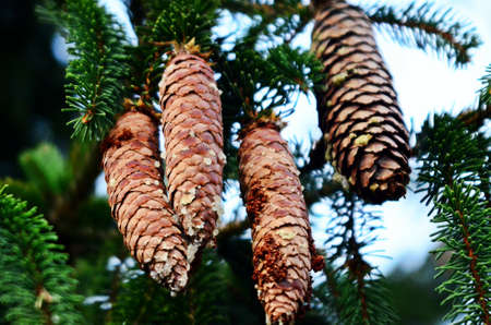 Resin and fir-conesの写真素材