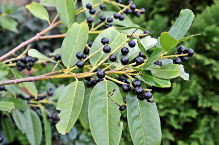privet hedge fruits