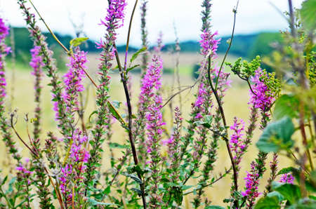 erika heath blooming wildflowers and herbの写真素材