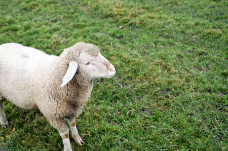 Little Sheep on the meadowの写真素材
