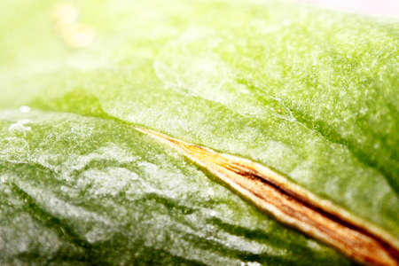 Green leaveの写真素材