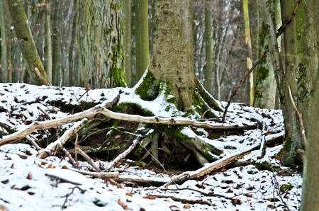 snow in the forestの写真素材