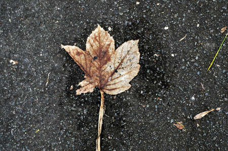 falling leaveの写真素材