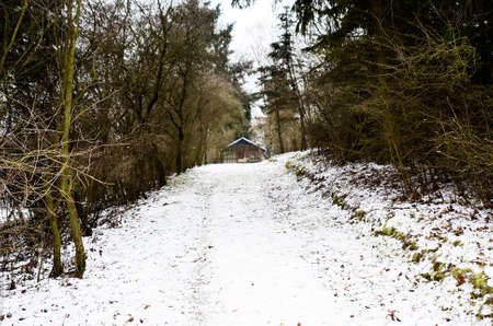 path through the forest