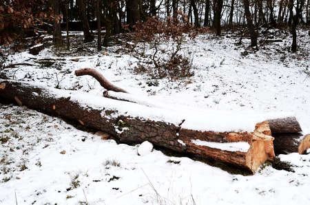 felled trees in the forest in winterの写真素材