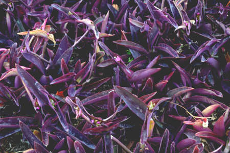 texture plant for backgroundの写真素材