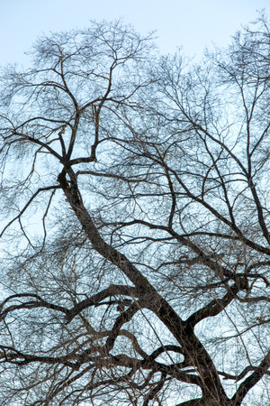 tree branches without leaves in winter on blue sky background, nature series