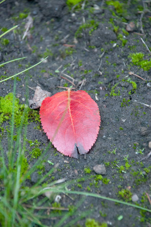 Red autumn leaf on the ground in the forest. Selective focus.