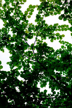 Vibrant Green Tree Canopy Sky Backgroundの写真素材