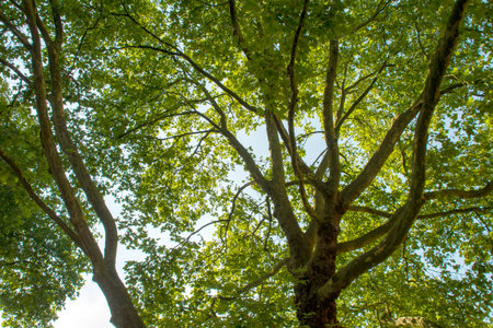 Vibrant Green Tree Canopy Outdoor Sceneの写真素材