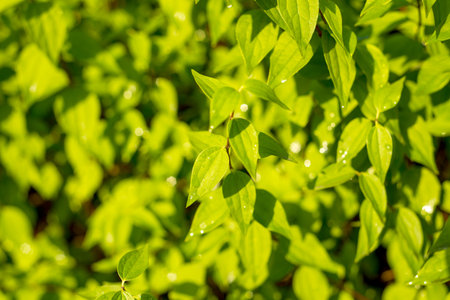Close-up of Fresh Green Leaves with Dew on Branch in Soft Morning Lightの写真素材
