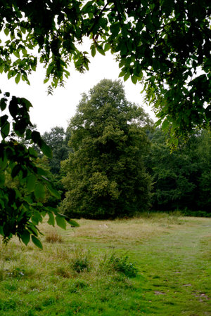Trees in a meadow with grass and trees in the backgroundの写真素材