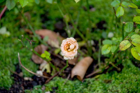 Rose flower in the garden. Beautiful roses in the garden. Beautiful roses in the garden.の写真素材
