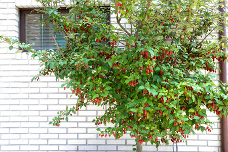 Red flowers on a tree in front of a white brick wallの写真素材