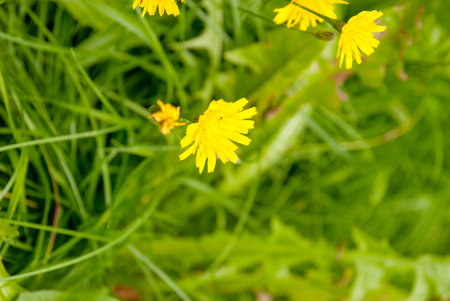 Yellow dandelion flowers on a green meadow. Nature backgroundの写真素材