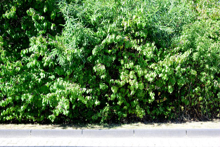 Green leaves of trees as a natural background. Green leaves as a background.の写真素材