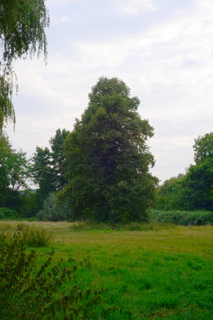 Trees in a meadow on a sunny day in summer.の写真素材