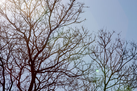 Silhouette of bare tree branches against the blue sky with sunの写真素材