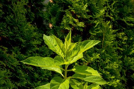 Green leaves of a plant in the garden on a sunny day.の写真素材