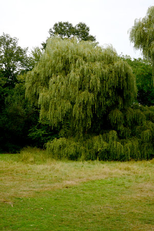 Weeping willow in the park on cloudy day, closeup of photoの写真素材