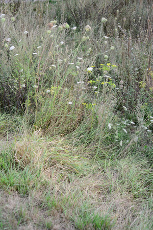 Grass and flowers in the meadow, closeup of photoの写真素材
