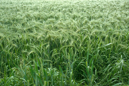 Green wheat field in summer, close-up. Agricultural landscape.の写真素材