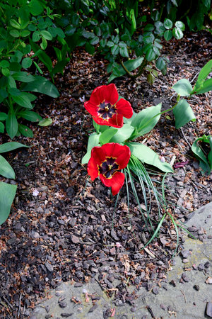 Red tulips on the ground in the garden. Spring flowers.の写真素材