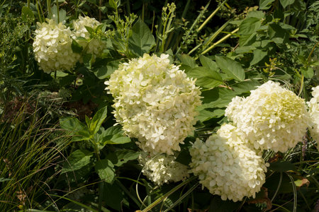 White hydrangea flowers in the garden on a sunny dayの写真素材