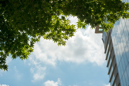 Green leaves and blue sky with white clouds in the city. Green leaves background.の写真素材