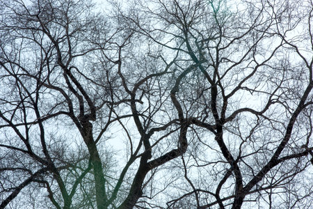 tree branches on a background of the sky, winter landscape, natureの写真素材