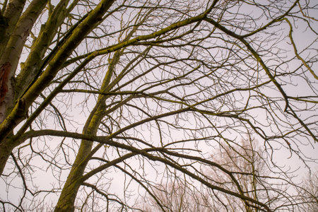 bare tree branches in winter with no leaves and sky in background - retro vintage effectの写真素材