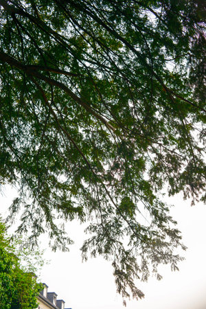Green leaves of a tree in the park at sunset. Natural backgroundの写真素材