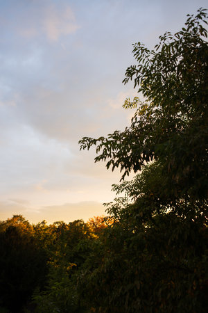 Sunset over the forest in the summer. Beautiful nature background.の写真素材